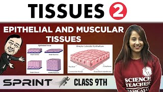 Tissues 02  Animal Tissues  Epithelial and Muscular Tissues  Class 9  NCERT  Sprint [upl. by Leinaj]