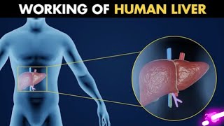 Working Of Human Liver  Anatomy and physiology Of Human Liver 3d Animation [upl. by Elleda]