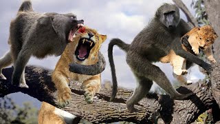 Baboon Destroy Lion Cub But The God cant help Baboon escape the power of Mother Lion [upl. by Baniaz]