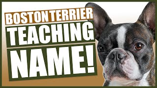 PUPPY TRAINING Teaching Your BOSTON TERRIER Puppy Their Name [upl. by Georgiana18]