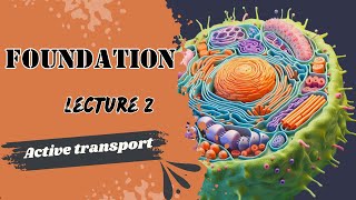 Active transport Physiology Lecture 2 Foundation Module Dr Adham Saleh [upl. by Eeralih721]