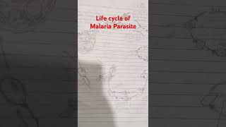 Life cycle of Malaria Parasite  class12 important topic BOARDS 2025 [upl. by Youlton]