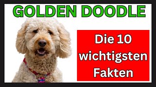 Golden Doodle Hunderasse 🐶 Die 10 wichtigsten Fakten [upl. by Atinev]