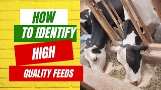 How To Make The Best Feeds For Dairy Cattle In Order To Get More Milk dairyfarming dairycow [upl. by Anikal]