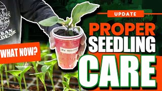 Seedling Care After Germination [upl. by Melli267]