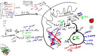 Repaso Catabolismo EBAUEVAU en 25 minutos Glucólisis  Respiración Celular  betaoxidación [upl. by Krisha]