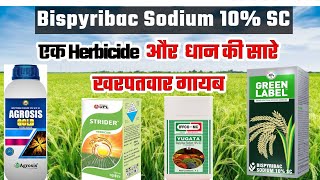 Dhan Ke Sabhi Weeds Ka Khatma Sirf Es Eak Herbicide Se  Bispyribac Sodium Herbicide 10 SC AZ info [upl. by Suzi129]