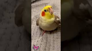 Cookie Song Cockatiel  Cockatiel Singing cockatiel shorts cockatielsinging ginger [upl. by Ziladnerb192]