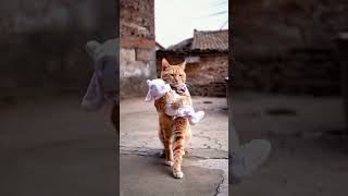 13Hard Houseworks aicatmeow miawmiawmiaw animatedstories aivideo cat catvideo funnyCat [upl. by Sral481]