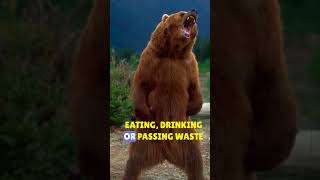 Amazing Bear Facts  The Incredible Hibernation of Bears amazinganimalfacts animalfacts bear [upl. by Cooperman]