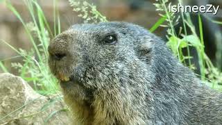 Marmota marmota  Marmotte des Alpes  Alpenmarmot  Alpenmurmeltier  Alpine marmot [upl. by Biernat]