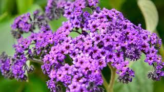 How to Grow Heliotrope [upl. by Alyos]