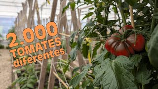 Cultivan 2000 variedades de TOMATE en Torrelavega Simientes infinitas [upl. by Grewitz383]