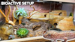 Our Best Leopard Gecko Bioactive Setup and How We Set it Up  Joshs Frogs Plants [upl. by Bartolemo637]