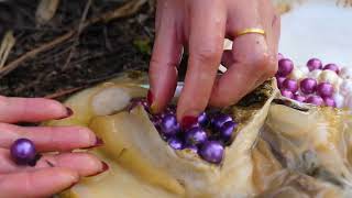 Purple pearls are amazing Such beautiful pearls can grow out of pearl oysters [upl. by Sleinad]