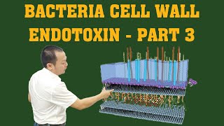 Bacteria cell wall Endotoxin  Part 3 microbiology [upl. by Kamin]