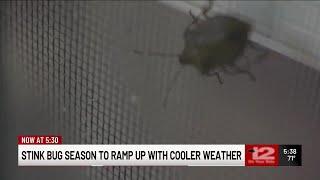 Stink bug season to ramp up with cooler weather [upl. by Carisa]