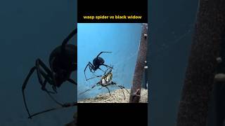 Wasp Spider VS Black Widow  FASTEST ATTACK [upl. by Kiel546]