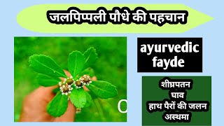 जल पिप्पलीphyla nodifloraपहचानayurvedic fayde [upl. by Llorrac]