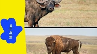 meet the animals cape buffalo and american bison whos stronger [upl. by Mcmath]