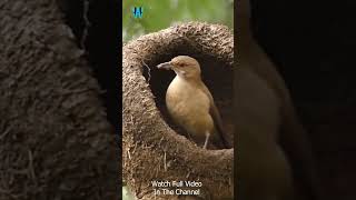 Rufous Hornero  The Engineer Birds  Birds Building Their Nest short 3 [upl. by Ylrac]