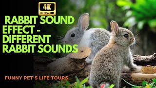 Rabbit Sound Effect 4K  different Rabbit sounds  HIGH QUALITY   Cute Bunny eating carrot 🥕🐇💞 [upl. by Parker]