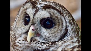 Barred Owl Calls  Barred Owl Sound Effects  Barred Owl Noises  Owl Sounds at Night  No Music [upl. by Anirbas]