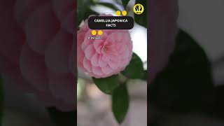 Camellia japonica facts shorts facts flower [upl. by Wester]