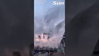 Starlings create stunning spectacle with dance during sunset murmuration [upl. by Anelam]