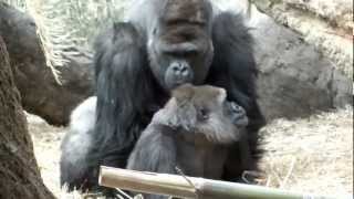 You are persistent Gorillas matingアンタしつこい！ゴリラの交尾。 [upl. by Tahp]