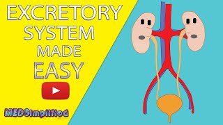 HUMAN EXCRETORY SYSTEM Made Easy  Human Urinary System Simple Lesson [upl. by Dev]