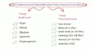 PERTUMBUHAN DAN PERKEMBANGAN PART 5 Pada manusia dan hewan [upl. by Aisek]