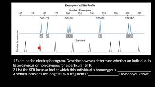 How to read STR electropherogram [upl. by Hansel26]