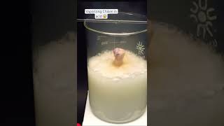 Vaporizing Chiken drumstick in Acid 🧪⚗️🤔😱🤩 [upl. by Nolram]