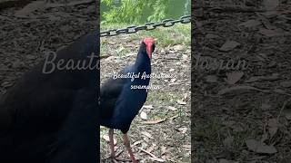 Beautiful Australasian swamphen at Wilson Botanic Park [upl. by Lallage626]