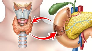 The Vital GallbladderThyroid Connection [upl. by Pepita205]