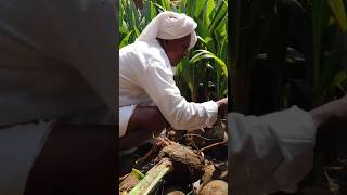 Loading Coconut plants to Tamilnadu farmers [upl. by Carnay110]