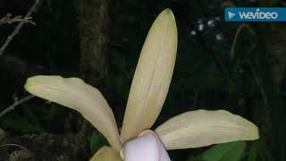 Habitat natural de Cattleya forbesii [upl. by Kegan]