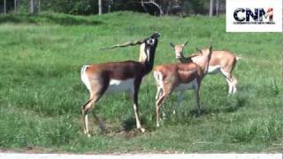 Blackbuck Antelopes Interacting Together in 1080P HD  by John D Villarreal [upl. by Eleonore]