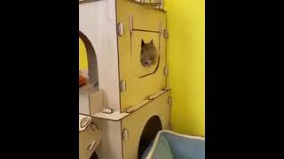 Maison pour chat foryou cat funny animals catlover [upl. by Desmund]