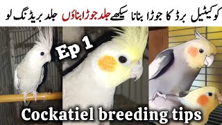 Ep 1  Cockatiel Bird ka pair banana seeko  Cockatiel Bird for beginners  Cockatiel breeding [upl. by Nylyahs633]