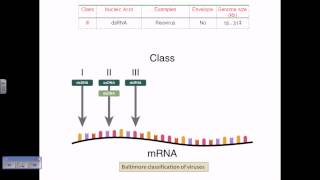 Baltimore classification of viruses [upl. by Ewens537]