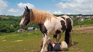 Monkey butler performs belly massage on horse horse horsey equestrian pony horsebehavior cute [upl. by Sev]