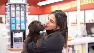 What You Need to Know Before Buying a Puppy  Petland Texas [upl. by Nigem]