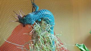 Abronia graminea feeding [upl. by Sheena]