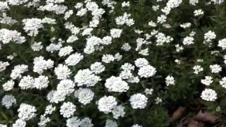 Iberis sempervirens  Evergreen Candytuft [upl. by Foote]