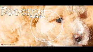 TOY POOCHONS CHEVROMISTKENNELS [upl. by Wendalyn]