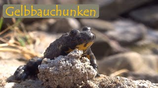 Gelbbauchunken  Alpine Verwandte der Rotbauchunken  mit Martin Maschka [upl. by Edmee465]