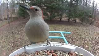 Inquisitive RedBellied Woodpecker visits [upl. by Agate690]