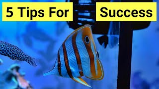 Copperbanded Butterflyfish Care Guide [upl. by Aihsitan]